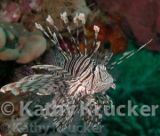 -018Wakatobi-kk-05