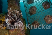 -030Krucker-12-02-07-101808-1-lion_fish_at_pearl_farm_4x6