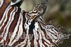 -001Wakatobi-kk-47