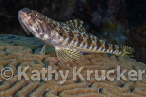 -001Bonaire_08Bonaire_08_keepers086