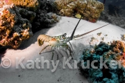 -001Cozumel_2008_KK_046