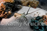 -009Cozumel-kk--018