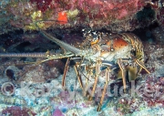 -010utila128
