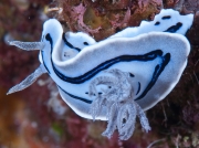 Chromodoris lochi – Profile of two rhinophores in upper left, Wakatobi, Indonesi