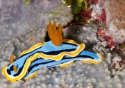 Chromodoris annae – the two rhinophores are visible on the top of head (left)