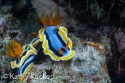 Anilao_Photo KK-004