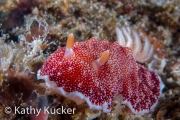 Anilao_Photo KK-013