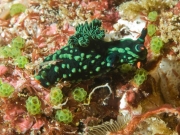Nembrotha kubaryana – Raja Ampat, Indonesia