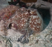 -003Bonaire_08Bonaire_08_keepers021