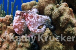 -001Bonaire_08Bonaire_08_keepers093