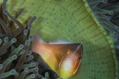 Palau-16