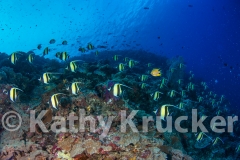 Palau-29