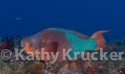 -001Cozumel_2008_KK_014