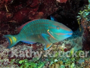 -004Utila-2006112