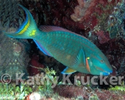 -005Utila-2006115