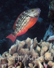 -006Utila-2006118
