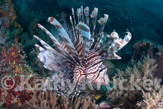 -010lion_fish