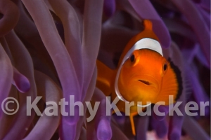 -007Nemo_EDA8