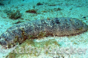 -001Utila-2006060