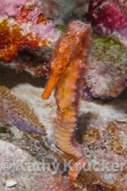 -008Bonaire_08Bonaire_08_keepers084