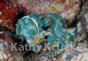 False stonefish - Scorpaenopsis diabolus