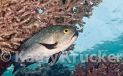 Trout sweetlips - Plectorhinchus pictus
