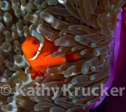 -009clown_in_large_anemone