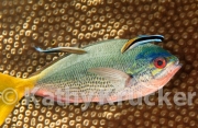 Yellow & blueback fusilier