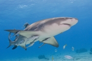 Caribbean Reef shark with ramoras