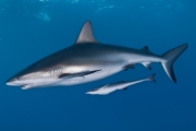 Caribbean Reef shark w. ramora