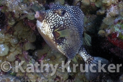 -001Belize-kk-17