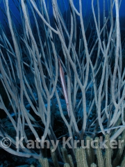 -008P1010304