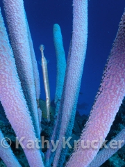 -013P1010049_6