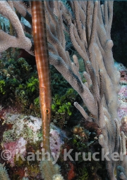 -014utila172