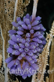 -013Honduras_bluebell_tunicates