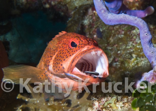 Wrasse cleaning inside Coney mouth
