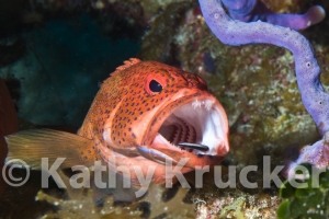 Wrasse cleaning inside Coney mouth