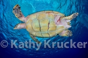 -002Cozumel_2008_KK_072