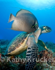 -003Cozumel_2008_KK_016