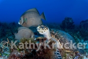 -004Cozumel_2008_KK_023