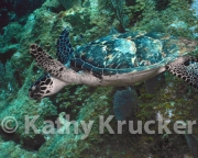 -015Utila-2006101