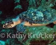 -016Utila-2006102