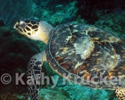 -017Utila-2006103