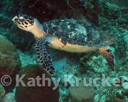 -018Utila-2006104