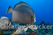 -024Cozumel-kk--017