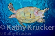 -025Cozumel-kk-01