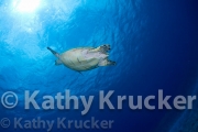 -026Cozumel-kk--002