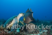 -029Cozumel-kk--003