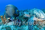 -030Cozumel-kk--004