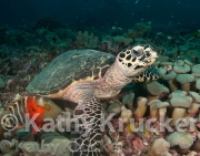 -031Wakatobi-kk-58